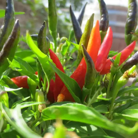 アパート Casa Rondini *