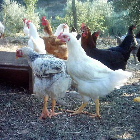 Casa Rondini Appartement Montegabbione