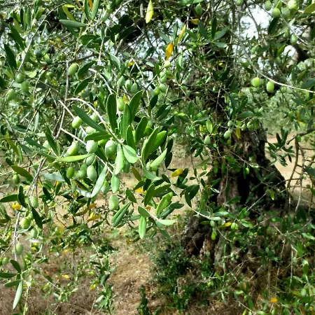Casa Rondini * Montegabbione