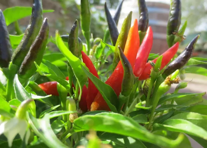 Apartamento Casa Rondini *