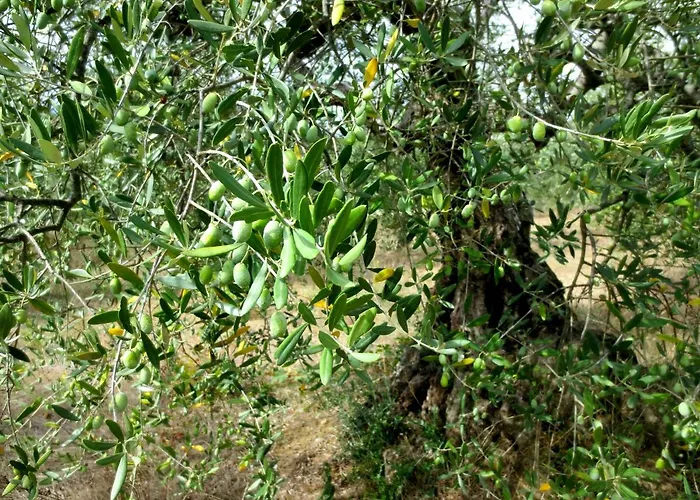 Casa Rondini * Montegabbione